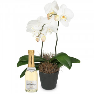 Weiße Orchidee (Phalaenopsis) mit Schlumberger Sparkling Brut Piccolo 0,2L