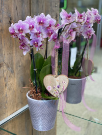 Phalaenopsis dekoriert