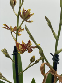 Bundle 3 - Orchidee dekoriert